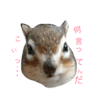 インコとデグーとウサギとヤモリとリス達（個別スタンプ：13）