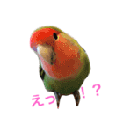 インコとデグーとウサギとヤモリとリス達（個別スタンプ：14）