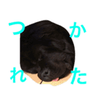 うちの動物園（個別スタンプ：4）