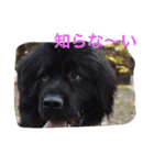 うちの動物園（個別スタンプ：16）