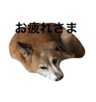 ゴーゴーテツくん（個別スタンプ：6）