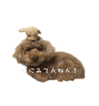 トイプードルのももちゃん1（個別スタンプ：12）