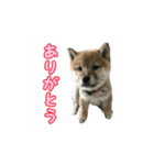 柴犬つむぎ 1（個別スタンプ：24）