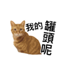 WuZZ and three small cat's happy life（個別スタンプ：34）