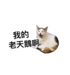 WuZZ and three small cat's happy life（個別スタンプ：35）