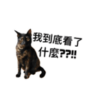 WuZZ and three small cat's happy life（個別スタンプ：36）