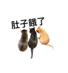 WuZZ and three small cat's happy life（個別スタンプ：37）