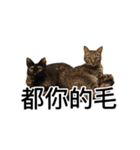 WuZZ and three small cat's happy life（個別スタンプ：40）