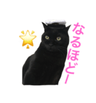 黒猫くまごろう 2（個別スタンプ：1）