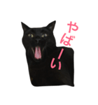 黒猫くまごろう 2（個別スタンプ：3）