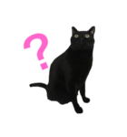 黒猫くまごろう 2（個別スタンプ：5）