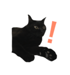 黒猫くまごろう 2（個別スタンプ：6）