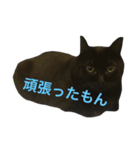 黒猫くまごろう 2（個別スタンプ：8）