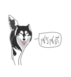 Woof Pack（個別スタンプ：12）