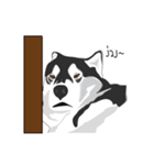 Woof Pack（個別スタンプ：14）
