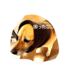 みんな家族（個別スタンプ：3）