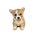 コーギー/犬/桜丸（個別スタンプ：1）