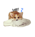 コーギー/犬/桜丸（個別スタンプ：4）