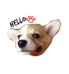 コーギー/犬/桜丸（個別スタンプ：7）