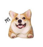 コーギー/犬/桜丸（個別スタンプ：8）