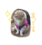 ねこのうに（個別スタンプ：1）