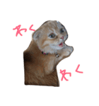 ねこのうに（個別スタンプ：4）