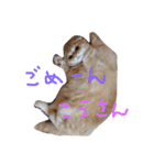 ねこのうに（個別スタンプ：5）