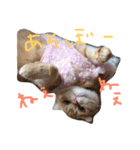 ねこのうに（個別スタンプ：6）