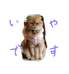 ねこのうに（個別スタンプ：7）
