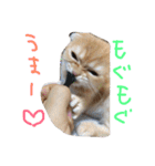 ねこのうに（個別スタンプ：9）