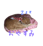 ねこのうに（個別スタンプ：10）
