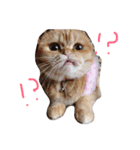 ねこのうに（個別スタンプ：11）