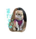 ねこのうに（個別スタンプ：12）