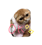 ねこのうに（個別スタンプ：13）