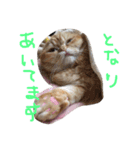 ねこのうに（個別スタンプ：17）