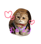 ねこのうに（個別スタンプ：20）