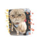 ねこのうに（個別スタンプ：23）