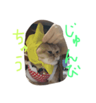 ねこのうに（個別スタンプ：24）