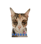 TaroThreeColor（個別スタンプ：2）