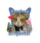 TaroThreeColor（個別スタンプ：11）