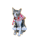TaroThreeColor（個別スタンプ：16）