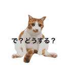 いちご嬢＆タルト氏（個別スタンプ：19）
