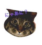 ぺこ＆ぽこ（個別スタンプ：1）