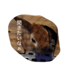 ウサギもいるよ。（個別スタンプ：4）
