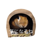 ウサギもいるよ。（個別スタンプ：6）