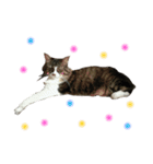 モフねこマリン（個別スタンプ：1）