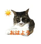 モフねこマリン（個別スタンプ：2）