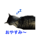 モフねこマリン（個別スタンプ：3）