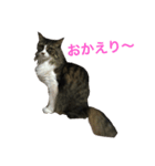 モフねこマリン（個別スタンプ：4）