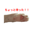 モフねこマリン（個別スタンプ：6）